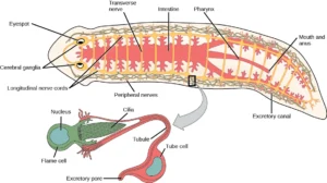 Phylum Platyhelminthes - Characteristics, Classification, Examples