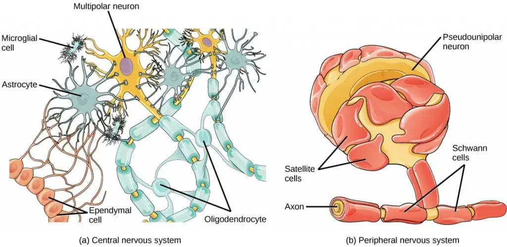 Glial cells support neurons and maintain their environment. 