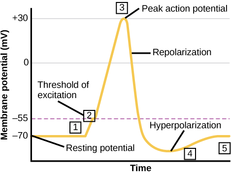 he formation of an action potential can be divided into five steps