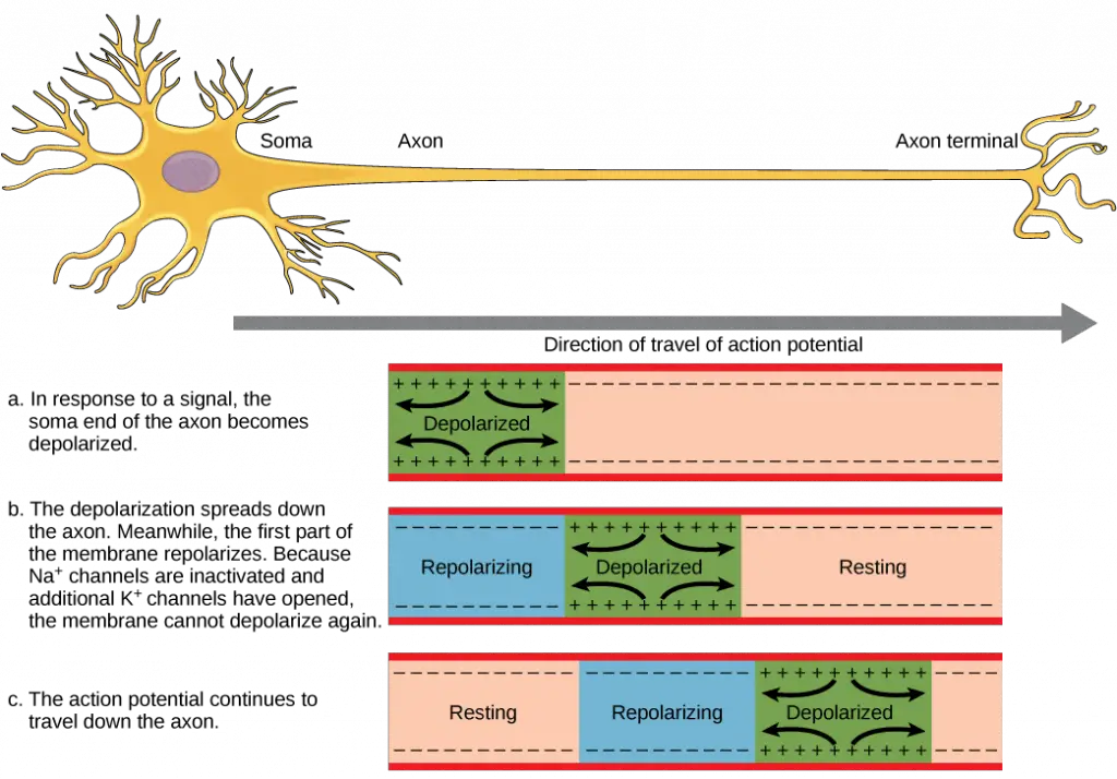 The action potential is conducted down the axon as the axon membrane depolarizes, then repolarizes. Image credit: Openstax Biology.