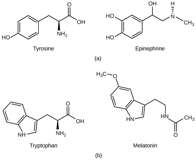  (a) The hormone epinephrine, which triggers the fight-or-flight response, is derived from the amino acid tyrosine. (b) The hormone melatonin, which regulates circadian rhythms, is derived from the amino acid tryptophan.