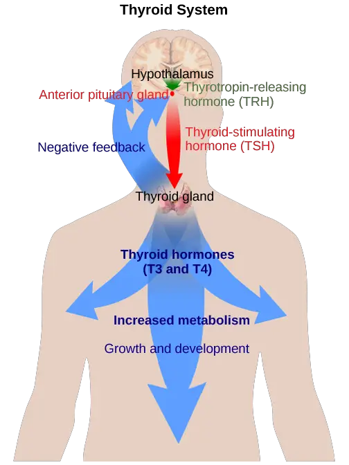 The anterior pituitary stimulates the thyroid gland to release thyroid hormones T3 and T4. Increasing levels of these hormones in the blood results in feedback to the hypothalamus and anterior pituitary to inhibit further signaling to the thyroid gland. (credit: modification of work by Mikael Häggström)