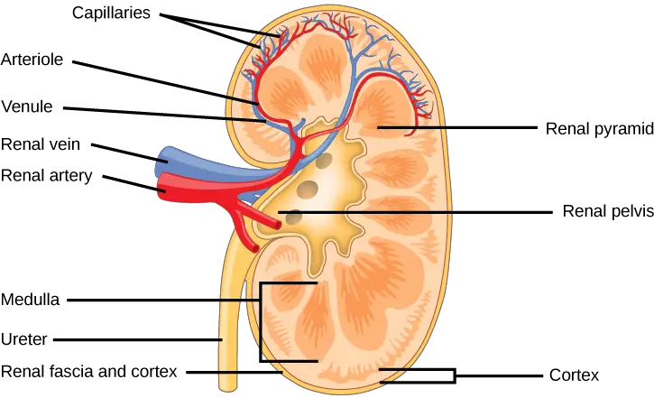 The internal structure of the kidney is shown. 