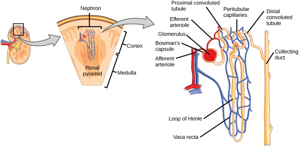 The nephron is the functional unit of the kidney.