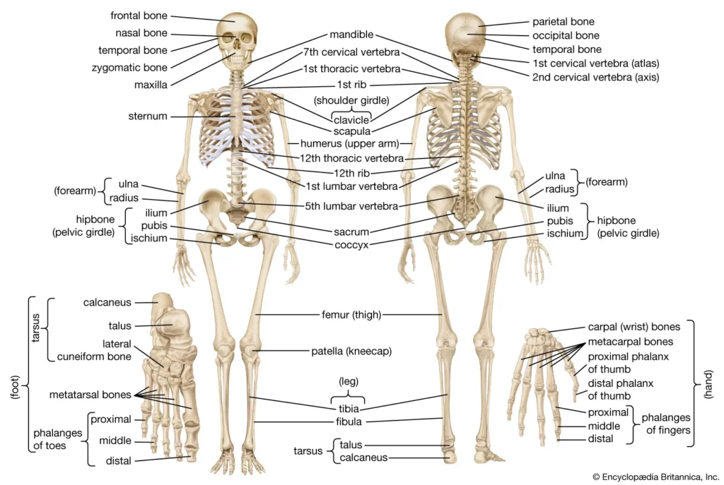 Anatomy of the Skeletal System
