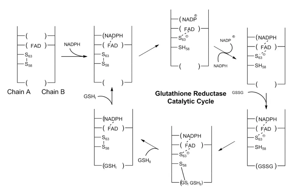 the mechanism of glutathione reductase