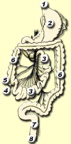 Lower GI tract - 3) Small intestine; 5) Cecum; 6) Large intestine