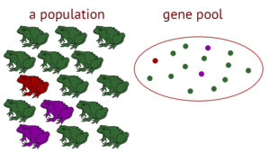 Gene Pool - Definition, Types, Working, Importance, Evolution, Examples