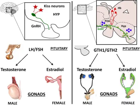 Gonadal hormones - Secretion, Functions, Mechanism, Regulation