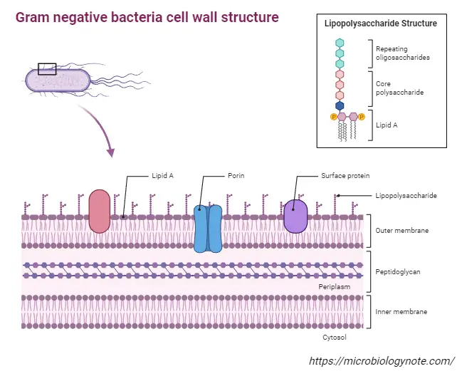Gram Negative Bacteria Cell Wall Structure