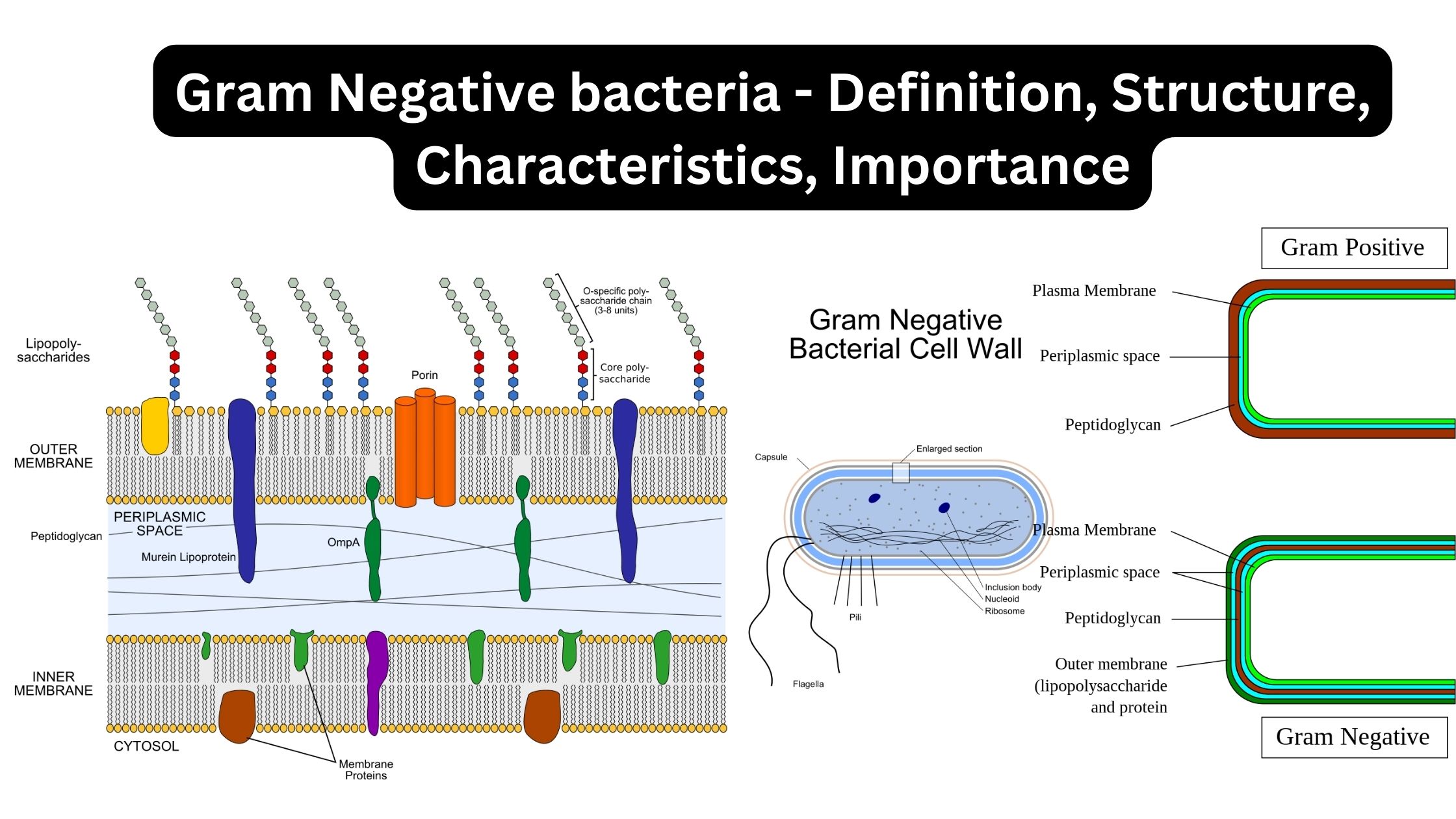 Gram Negative bacteria - Definition, Structure, Characteristics, Importance