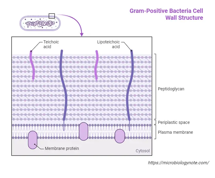 Gram-Positive Bacteria Cell Wall Structure