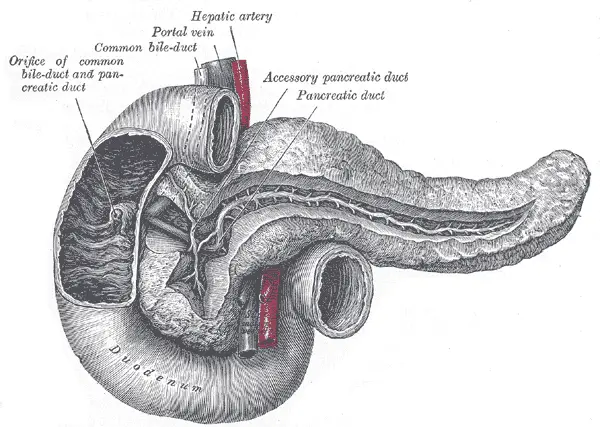 Pancreas, duodenum and bile duct
