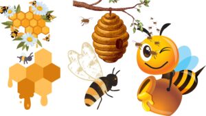 Honey bee - Definition, Types, Behaviour