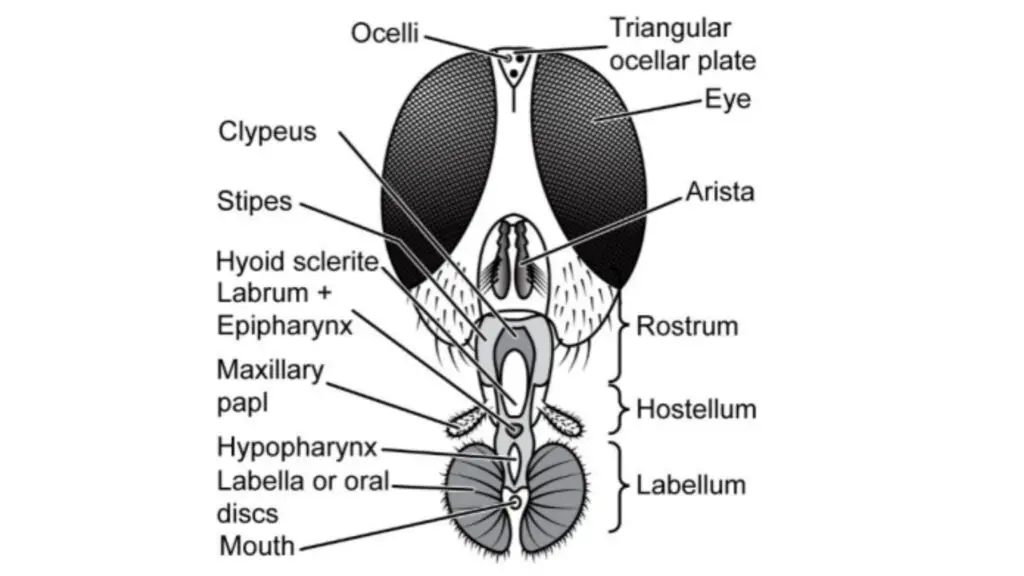  House fly. Head and mouth parts.