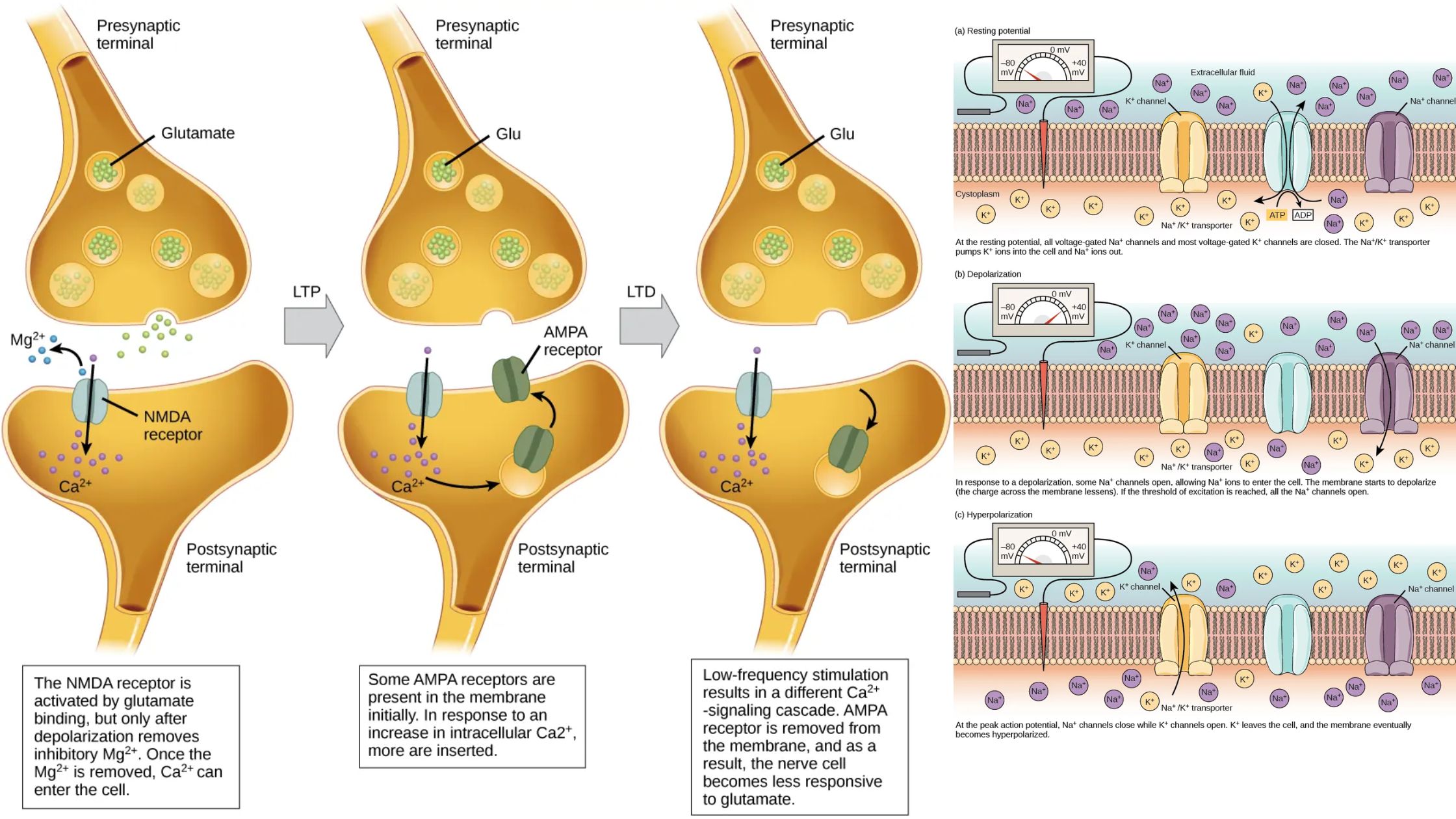 How Neurons Communicate - Resting membrane potential