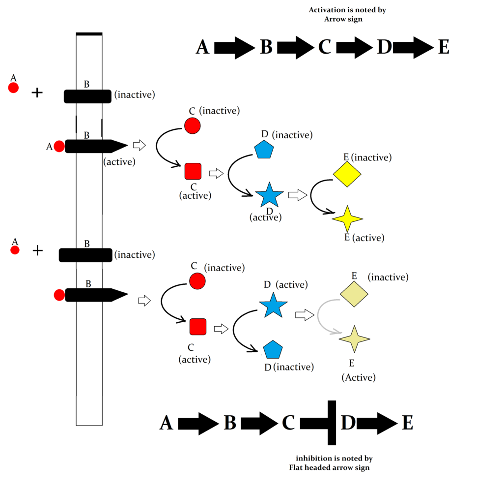 How to read signal transduction diagrams, what does normal arrow and flathead arrow means.
