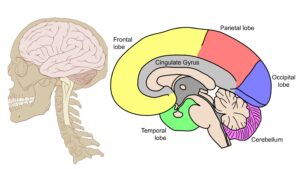 Human Brain - Definition, Structure, Characteristics, Functions