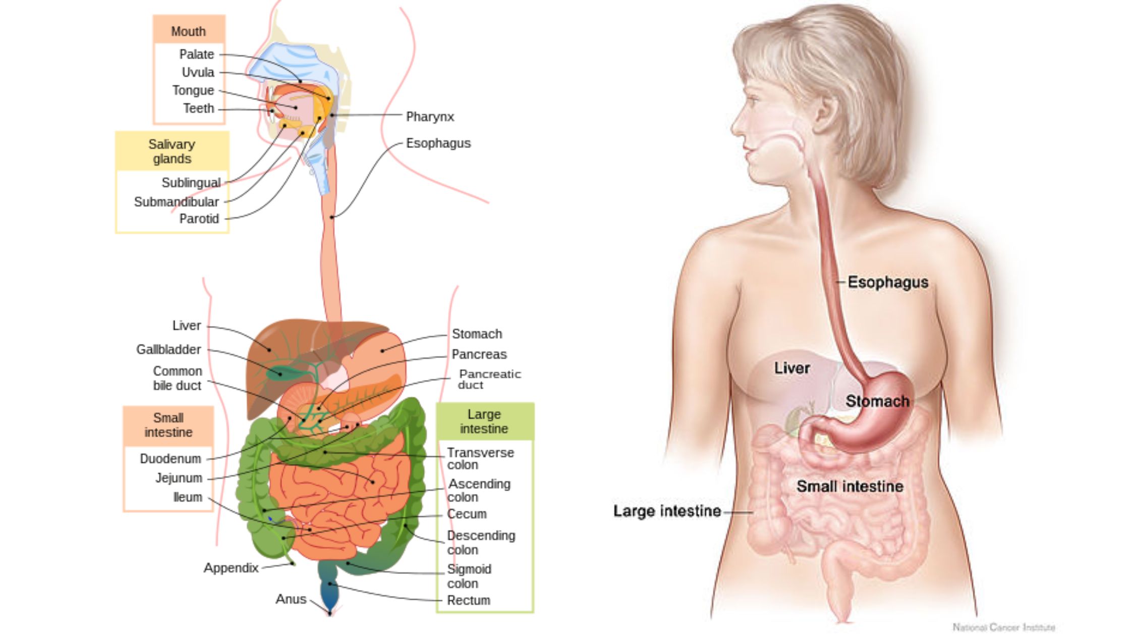 Co dělá glukagon v těle?