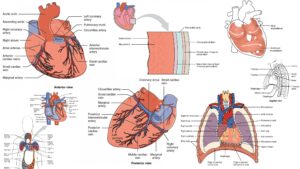 Human Heart - Definition, Location, Anatomy, Structure, Functions