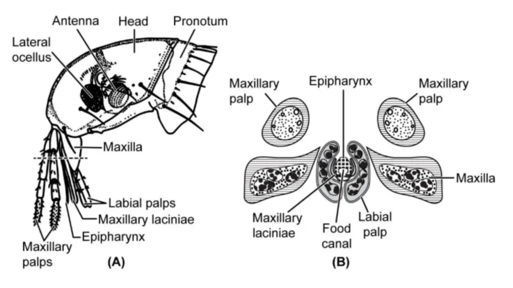 Human flea. (A) lateral view of head (B) transverse section through mouthparts. The plane of the transverse section is indicated by the dashed line in (A). (After Snodgrass 1946; Herms & James 1961).