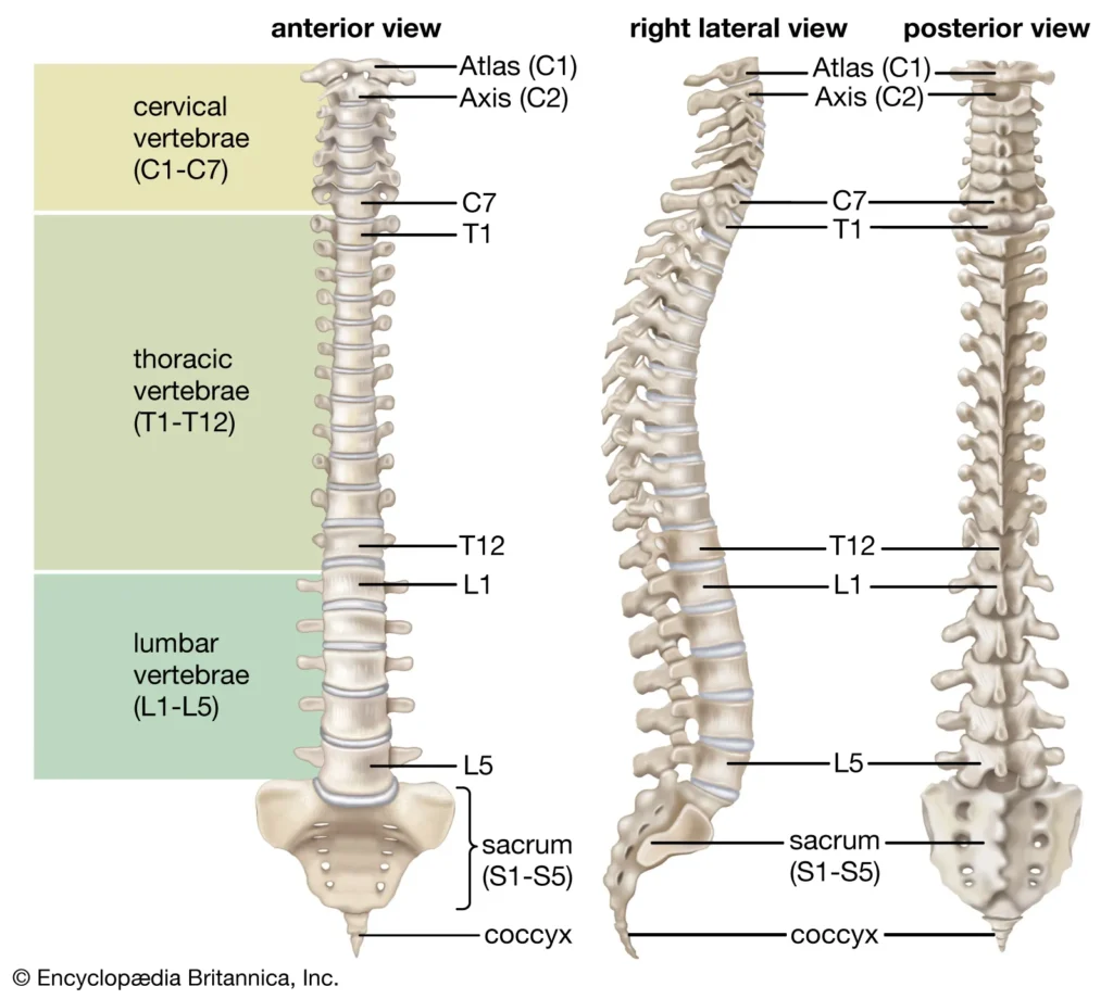 Vertebral Column (Spine)
