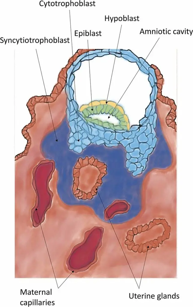Illustration of an implanting embryo