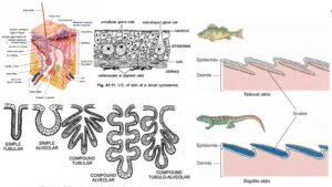 Integument In Vertebrates - Structure, Functions and Derivatives.