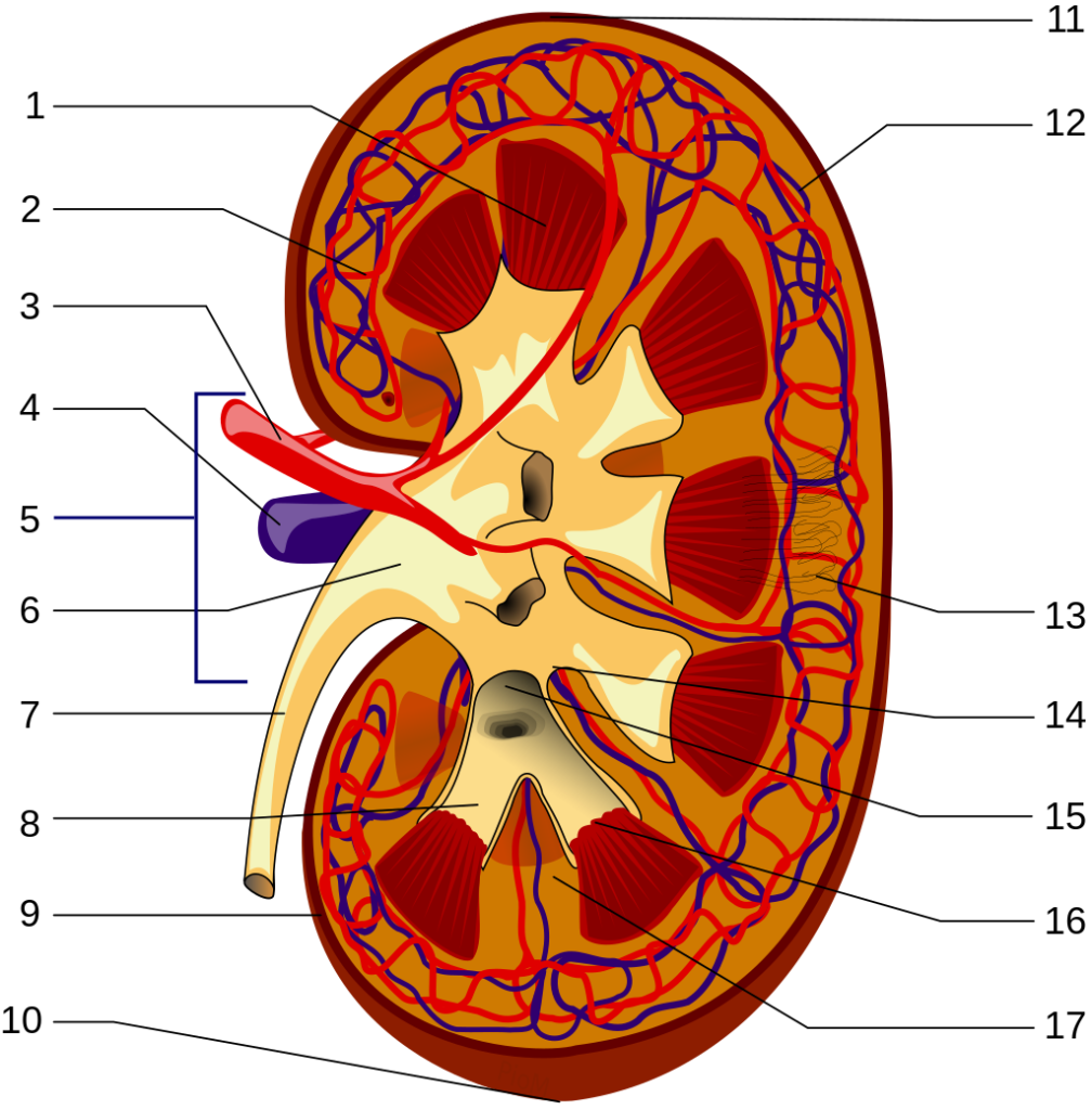 Structures of the kidney