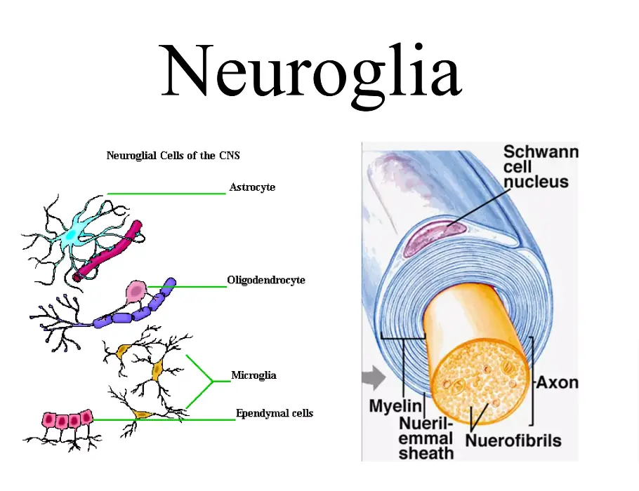 Labeled diagram of a neuroglia