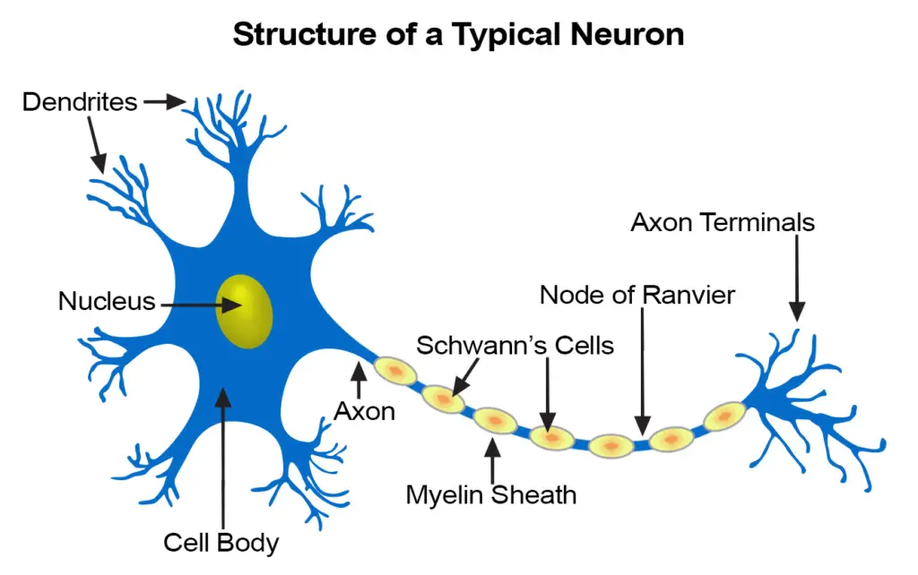 Labeled diagram of a neuron (neural tissue).