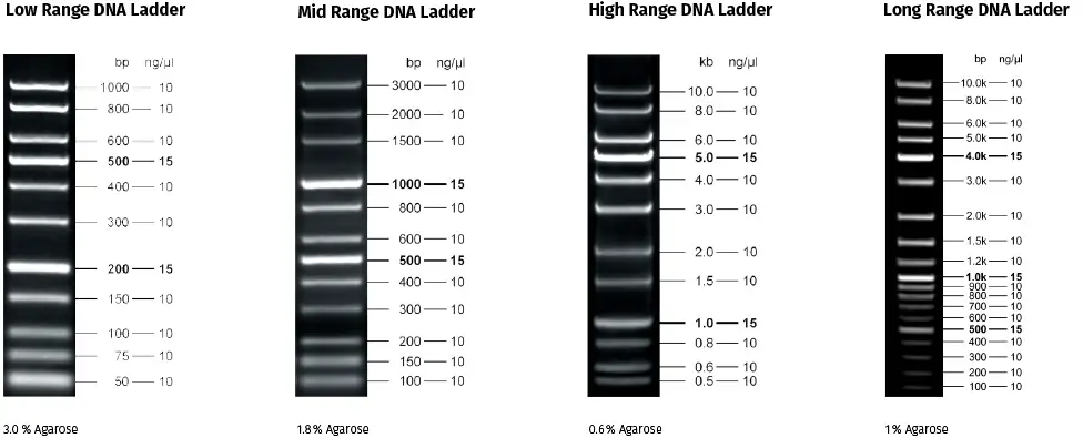 Linear Scale DNA Ladders
