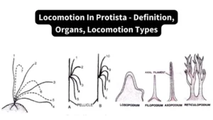 Locomotion In Protista - Definition, Organs, Locomotion Types
