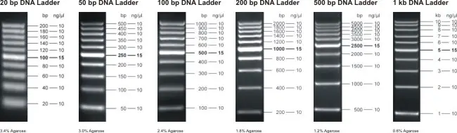 Fluorescent Log Scale DNA Ladders
