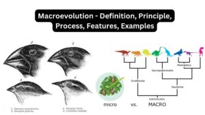 Macroevolution - Definition, Principle, Process, Features, Examples