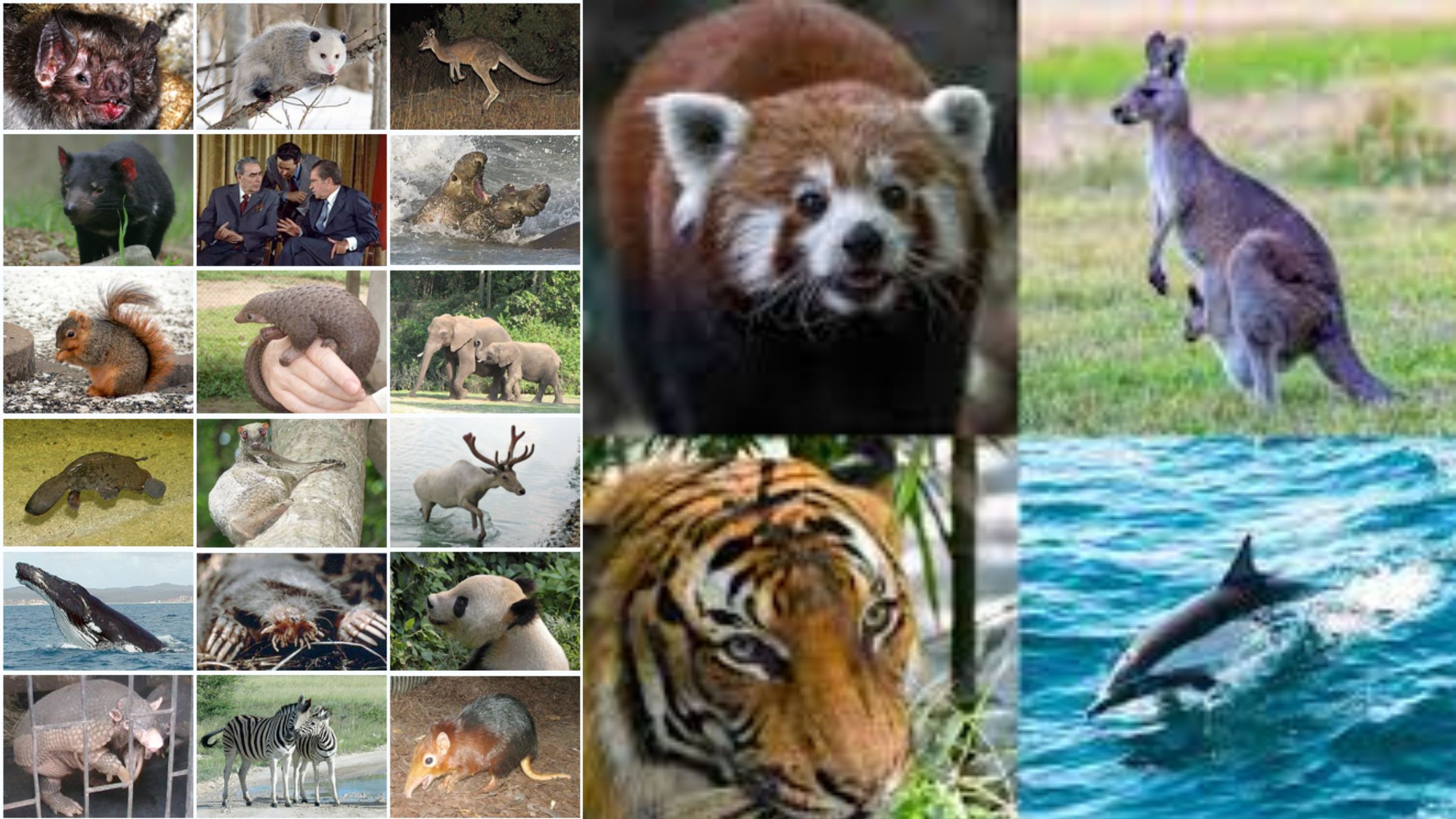 Mammals (Mammalia) - General characters and Classification up to Order