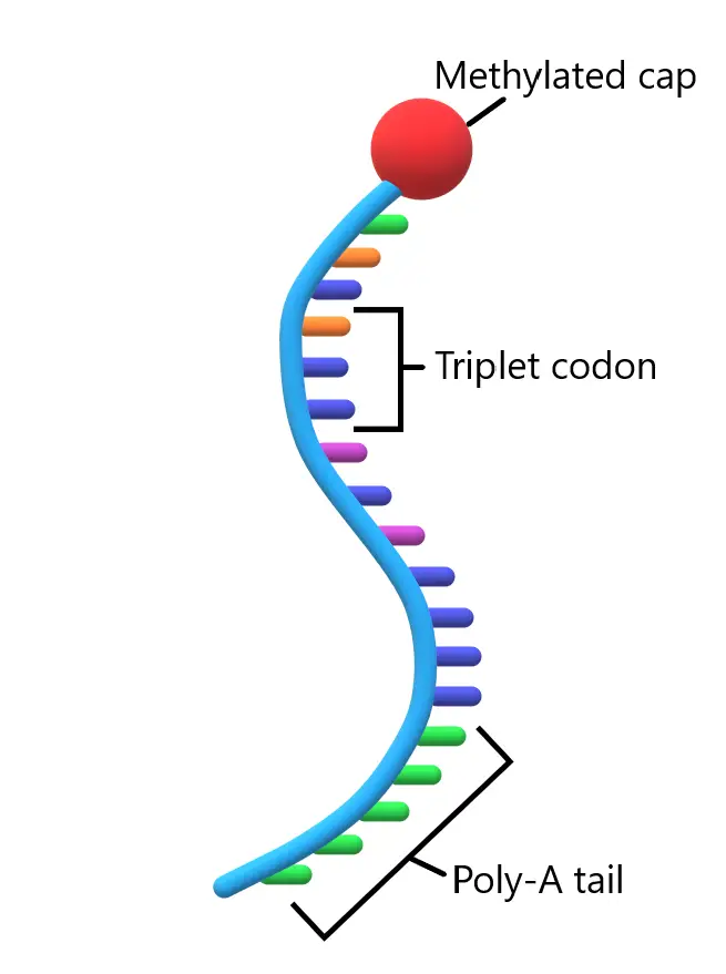  Messenger RNA (mRNA) - Structure and Functions