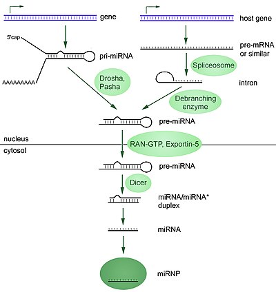 MicroRNAs (miRNAs) - Structure and Functions
