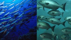 Migration In Fishes - Definition, Types, Significance, Examples