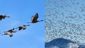Migration in birds - Definition, Types, Reasons, Disadvantages