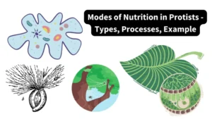 Modes of Nutrition in Protists - Types, Processes, Example