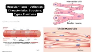 Muscular Tissue - Definition, Characteristics, Structure, Types, Functions