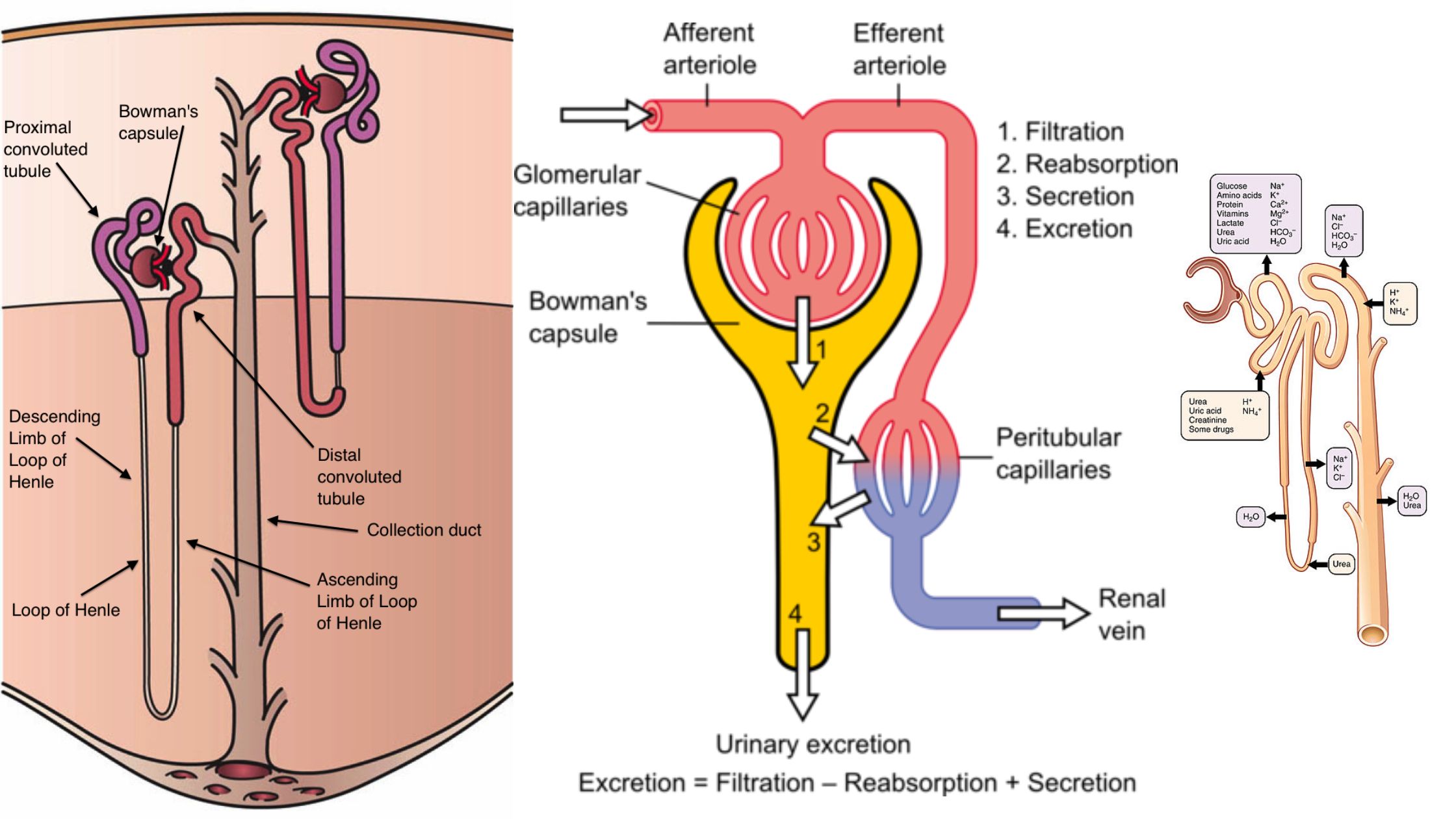 Nephron Definition Structure Physiology Functions 