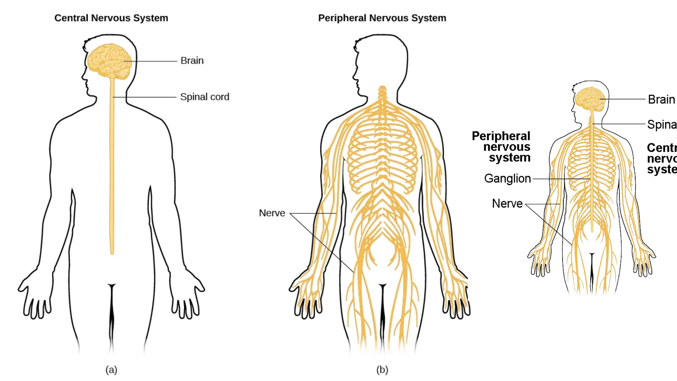 Nervous System - Definition, Parts, Functions