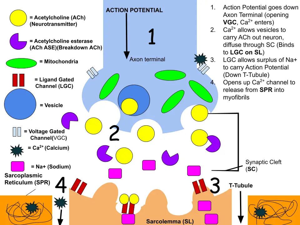 The action potential first comes from the brain, and through motor neurons it reaches the muscle fiber at the motor end plates. At the axon terminal, the energy from the action potential opens the voltage gated channels, after it is opened, Calcium (Ca2+) enters the axon terminal. In turn, vesicles will carry out the Acetylcholine out of the motor neuron into the synaptic cleft. It will diffuse across the synaptic cleft to bind to the ligand (chemical) gated channel receptors on the sarcolemma. This will cause a high amount of sodium to enter and activate action potential to be sent down the t-tubules and open the Ca2+ channels in the sarcoplasmic reticulum. The Ca2+ released will be used in muscle contraction.
