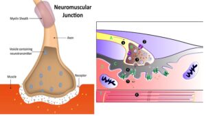 Neuromuscular Junction - Definition, Structure, Steps, Significance