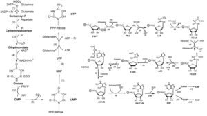 Nucleotide Biosynthesis Pathways - Salvage pathway and De novo synthesis