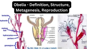 Obelia – Definition, Structure, Metagenesis, Reproduction