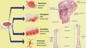 Ossification (Bone Growth and Development) - Definition, Steps, Importance