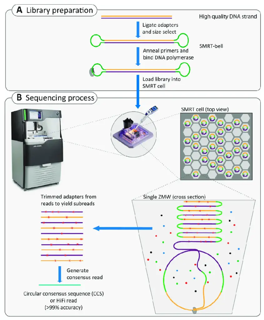 Single molecule real time (RNAP) sequencing